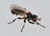 Thecophora sp.